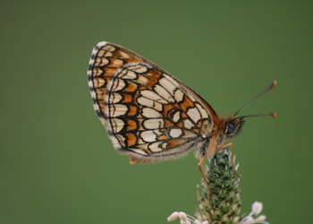 Wachtelweizen-Scheckenfalter (Melitaea athalia) - © Emanuel Trummer